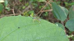 Sivun Messatoporus compressicornis Cushman 1929 kuva