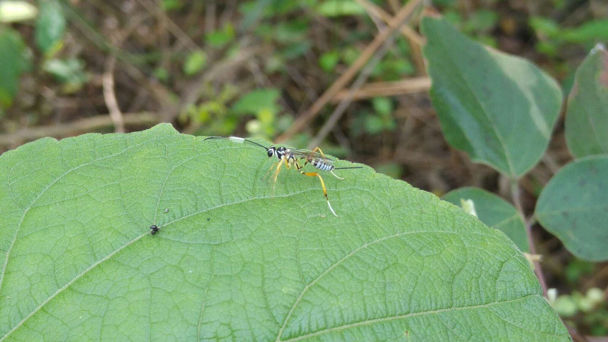 Imagem de Messatoporus compressicornis Cushman 1929