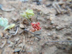 Crassula umbellata Thunb. resmi