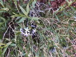 Imagem de Amsonia tomentosa var. stenophylla Kearney & Peebles