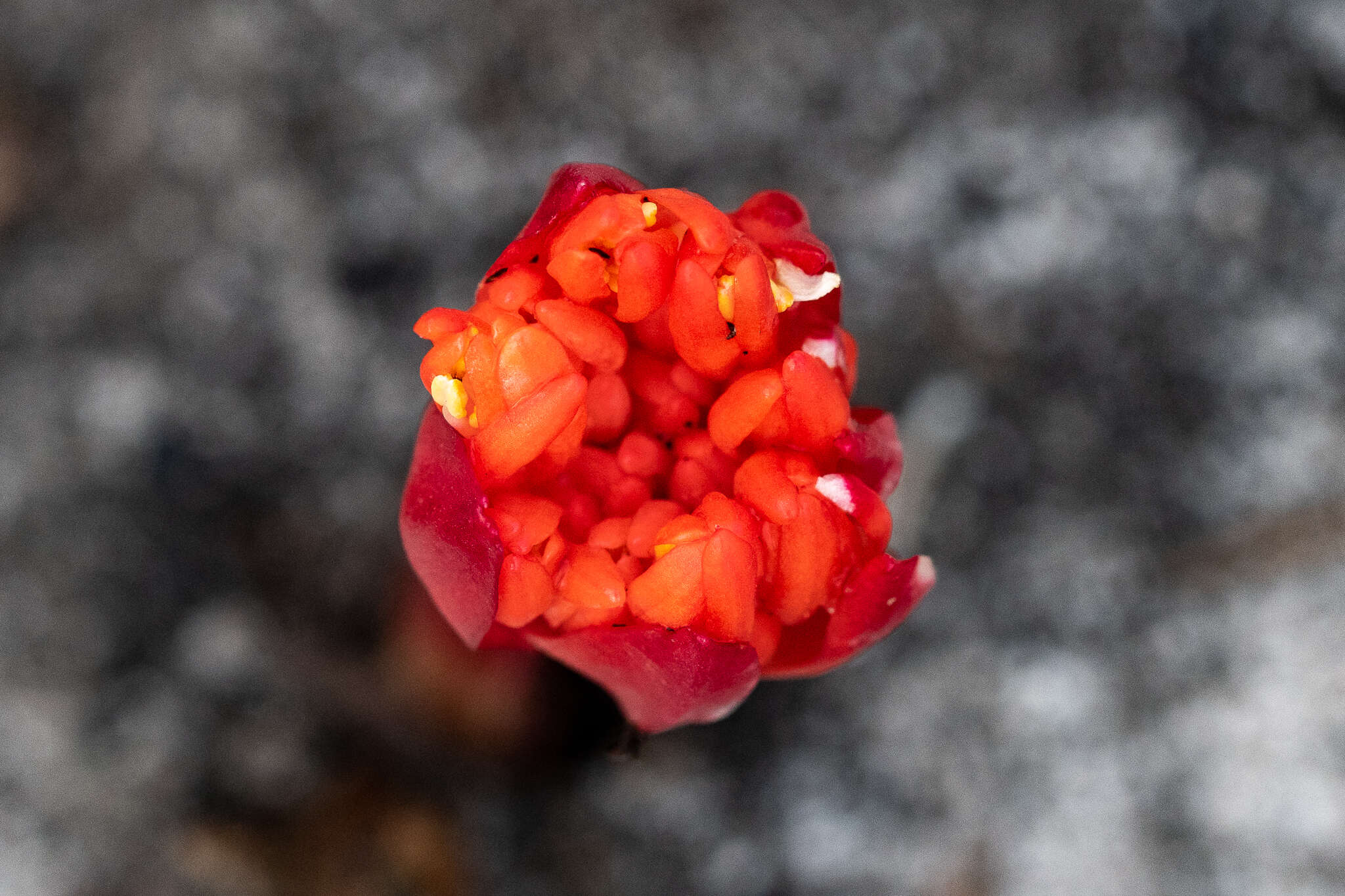 Imagem de Haemanthus canaliculatus Levyns