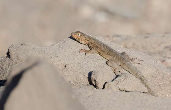 Plancia ëd Microlophus theresioides (Donoso-barros 1966)