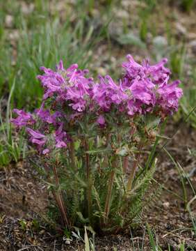 Imagem de Pedicularis anthemifolia Fisch. ex Colla