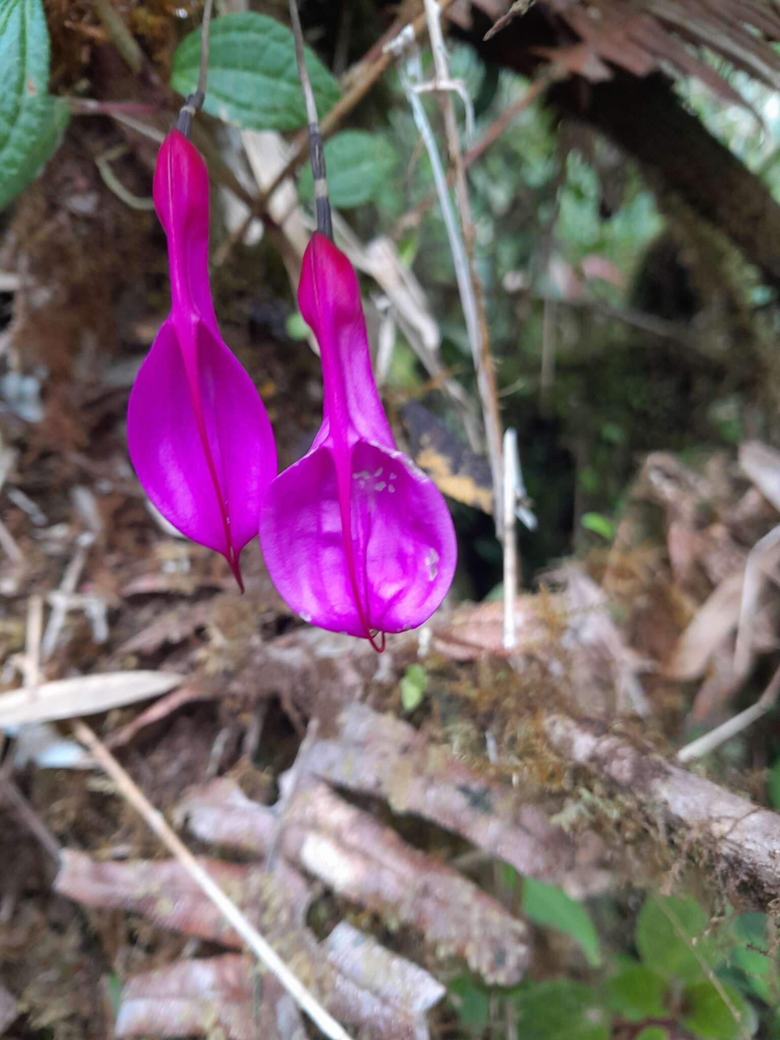 Imagem de Masdevallia rosea Lindl.