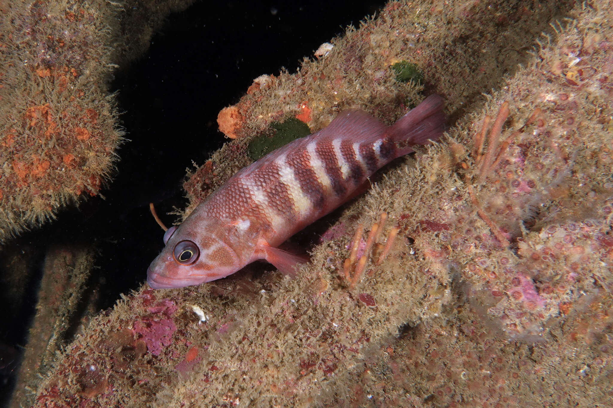 Image of redbanded perch