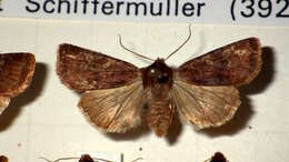 Cerastis leucographa Schiffermüller 1775的圖片