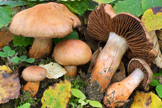 Слика од Cortinarius bulliardii (Pers.) Fr. 1838