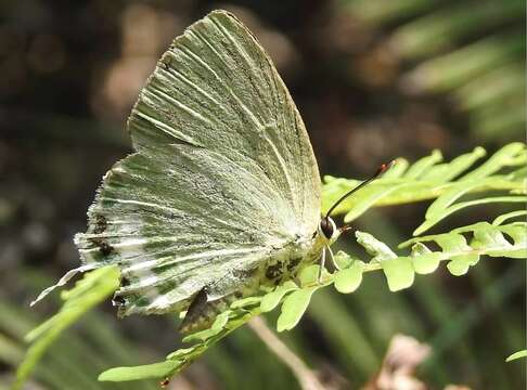 Artipe eryx (Linnaeus 1771) resmi