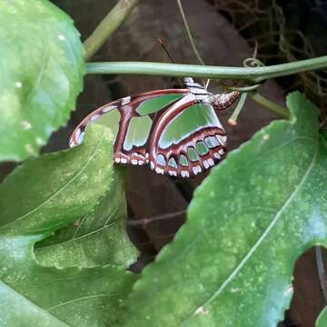 Image of dido longwing