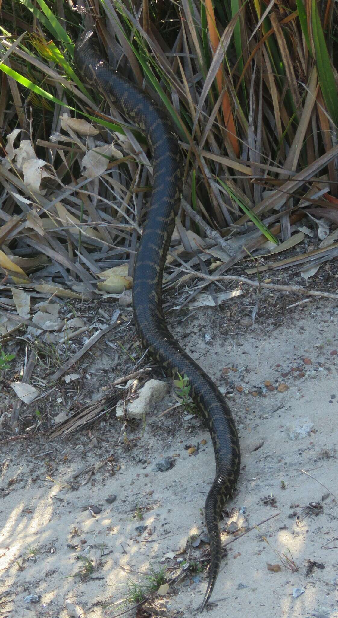 صورة Morelia spilota imbricata (L. A. Smith 1981)