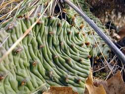 Image of Grassland Pricklypear