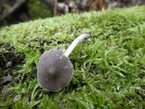 Слика од Pluteus americanus (P. Banerjee & Sundb.) Justo, E. F. Malysheva & Minnis 2014