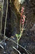 Image of Echeveria waltheri Moran & Meyrán