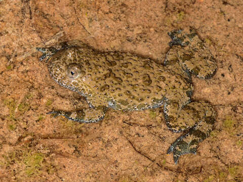 Plancia ëd Bombina variegata pachypus