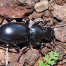 Image of Percus (Pseudopercus) guiraoi Perez-Arcas 1869