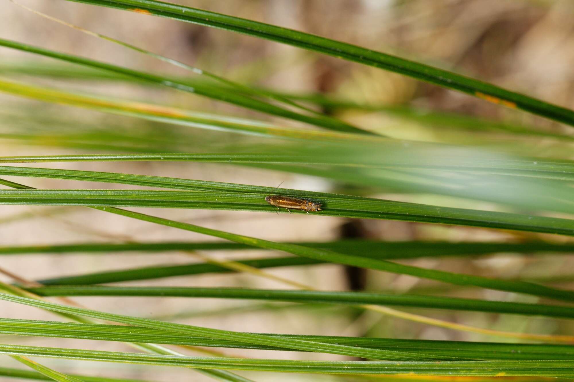 Слика од Glyphipterix scintilella Walker 1864