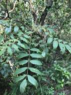 Image of Rhus hypoleuca Champ. ex Benth.