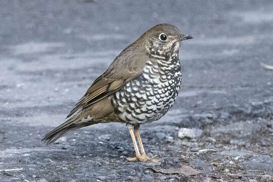 Image of Plain-backed Thrush