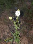 Image de Dalea multiflora (Nutt.) Shinners