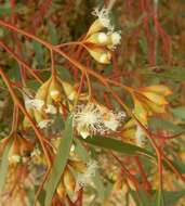 Image of Gooseberry Mallee