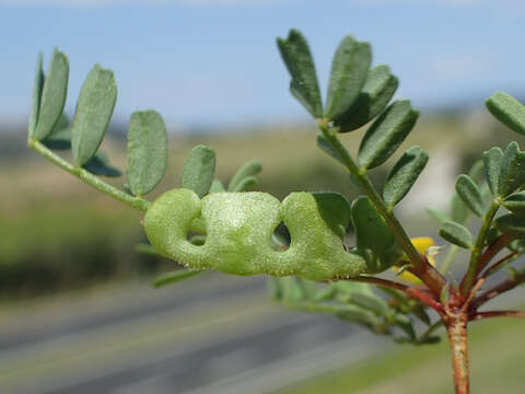 Image of Hippocrepis biflora Spreng.