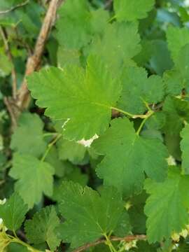 Plancia ëd Physocarpus malvaceus (Greene) Kuntze