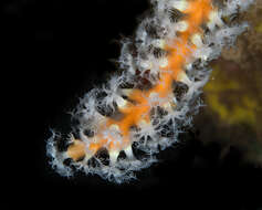 Image of Snowflake coral