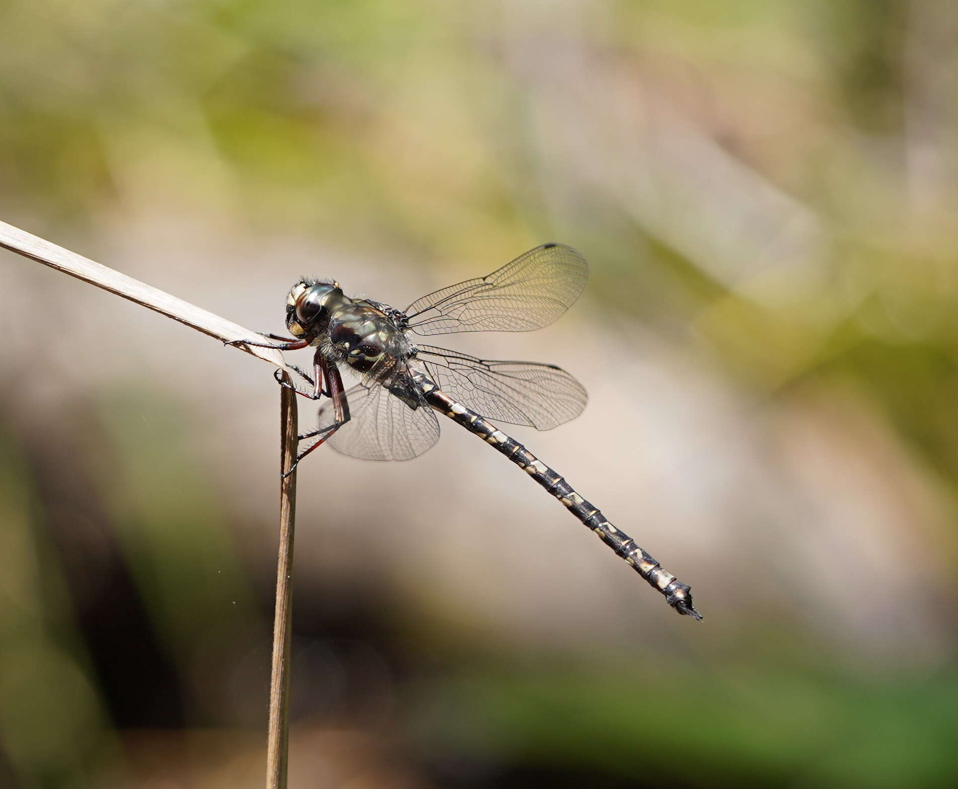 Image of Austroaeschna subapicalis Theischinger 1982