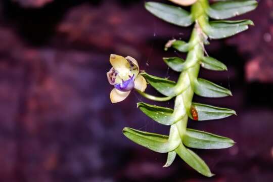 Imagem de Dichaea pendula (Aubl.) Cogn.