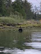 Image of Ursus americanus vancouveri Hall 1928