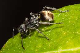 Image of Polyrhachis guerini Roger 1863