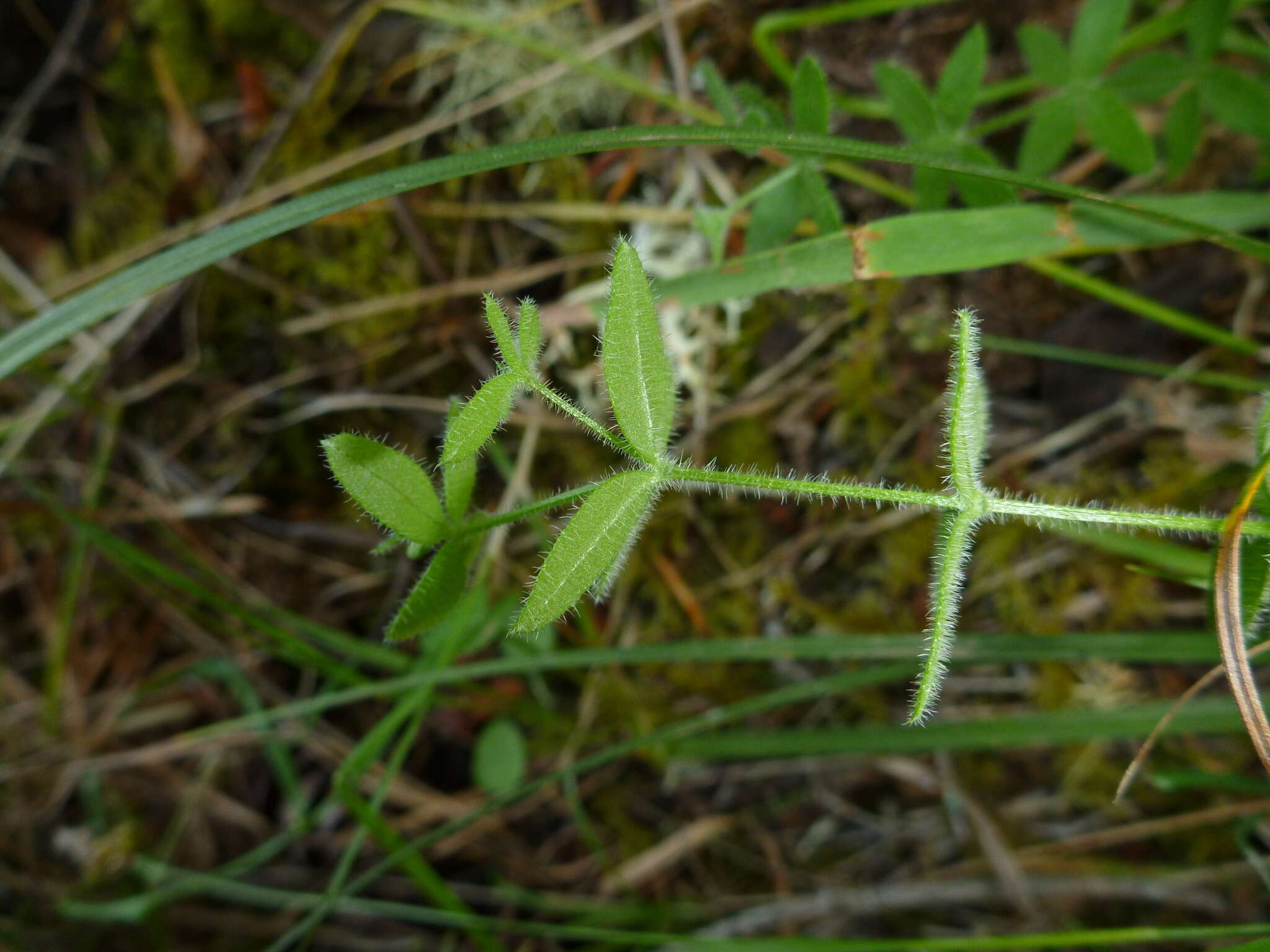 Galium californicum Hook. & Arn. resmi