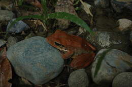 Image of Eleutherodactylus inoptatus (Barbour 1914)