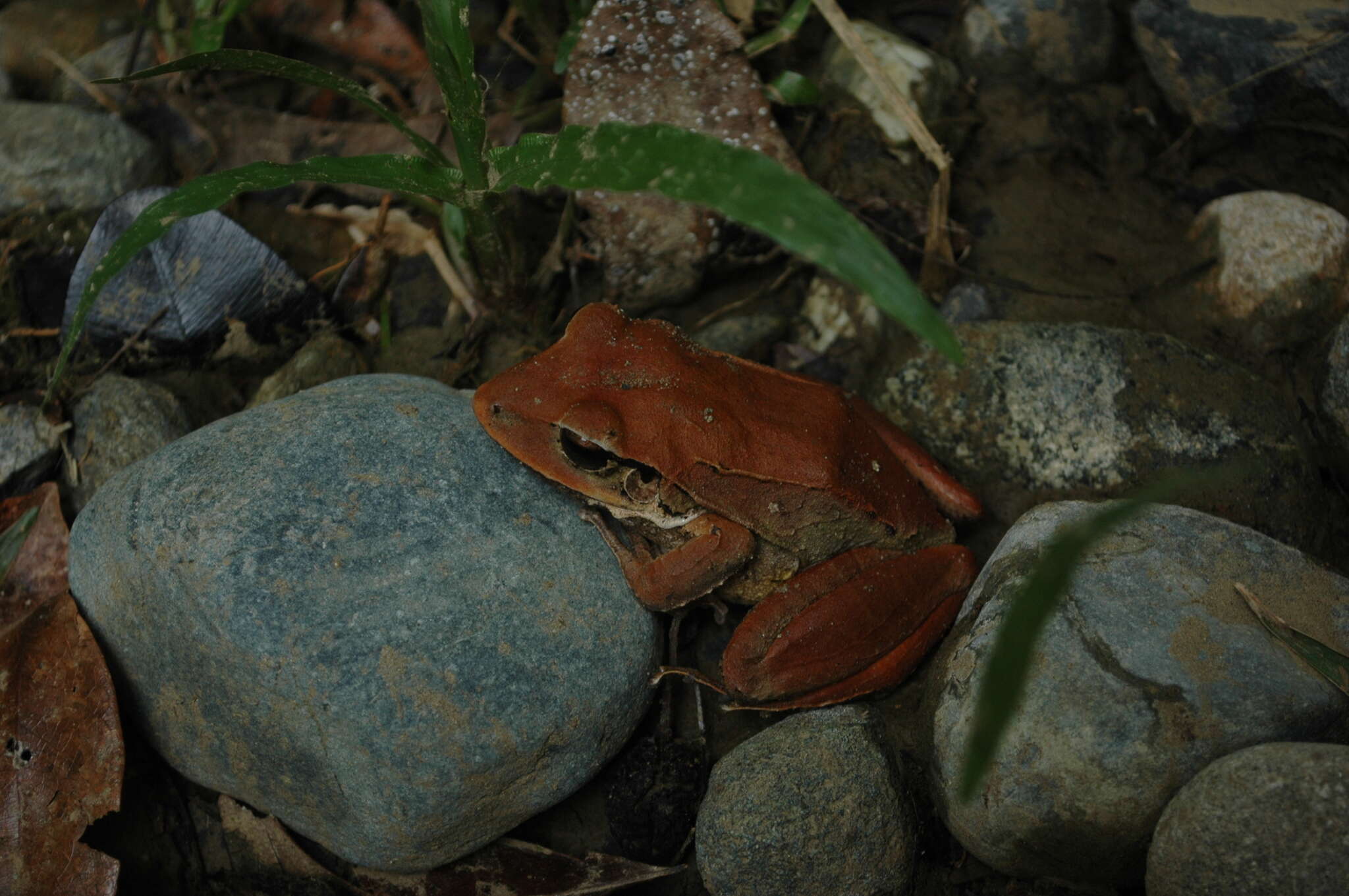 Image of Eleutherodactylus inoptatus (Barbour 1914)