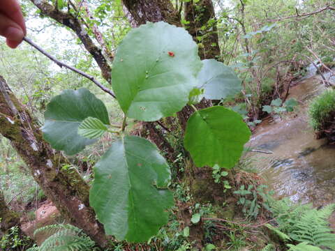 Imagem de Alnus lusitanica Vít, Douda & Mandák