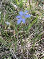 Image of Miami blue-eyed grass