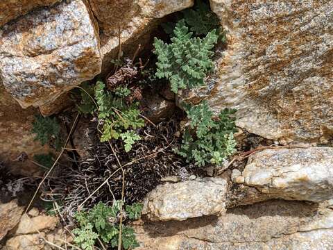 Image of California cloak fern