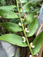 Imagem de Dendrobium campbellii P. J. Cribb & B. A. Lewis