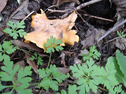 Image of Cantharellus californicus D. Arora & Dunham 2008