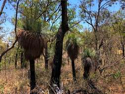 Image of Xanthorrhoea glauca D. J. Bedford