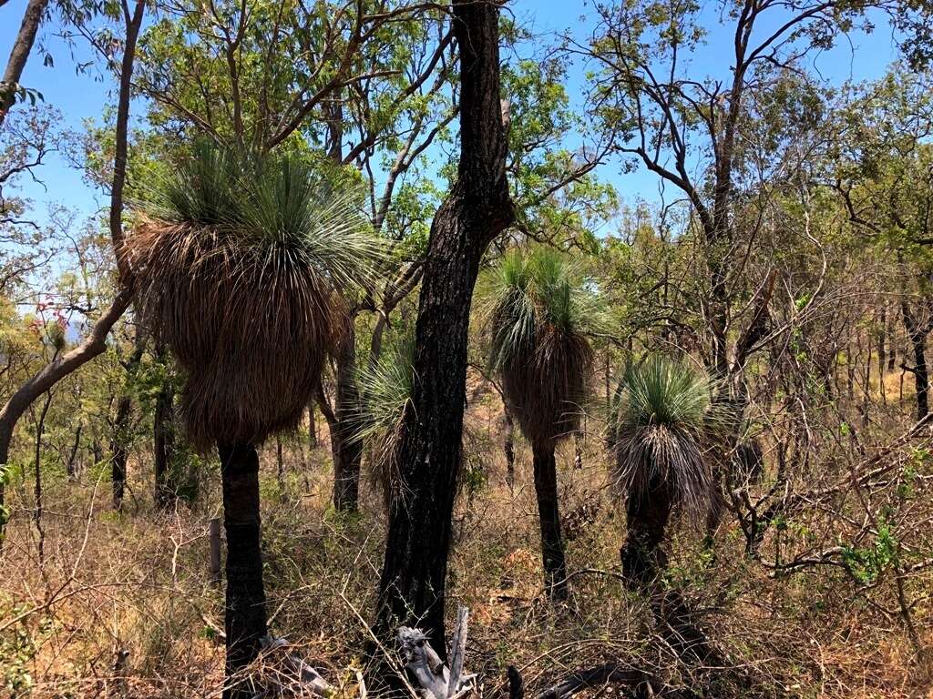 Image of Xanthorrhoea glauca D. J. Bedford