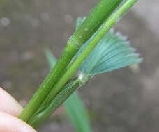 Image of bigleaf bristlegrass