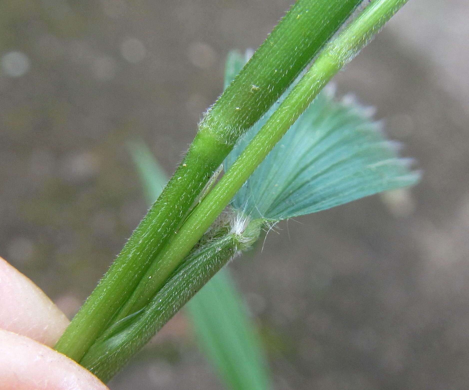 Image de Setaria megaphylla (Steud.) T. Durand & Schinz