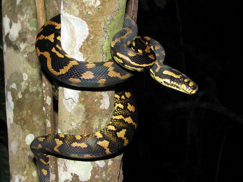 Image of Morelia spilota cheynei Wells & Wellington 1984