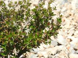 Image of Cretan Barberry