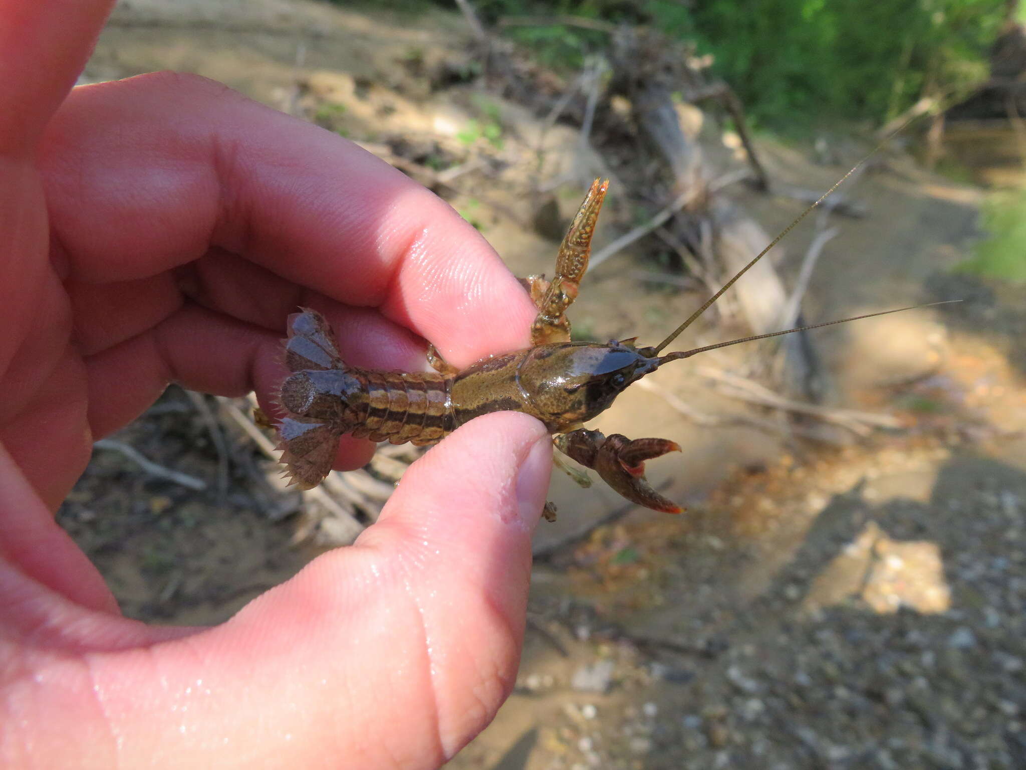 Image of Cambarus striatus Hay 1902