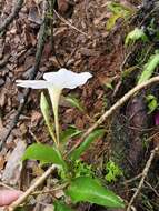 Image de Mandevilla boliviensis (Hook. fil.) R. E. Woodson