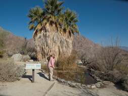 Image of Desert Pupfish