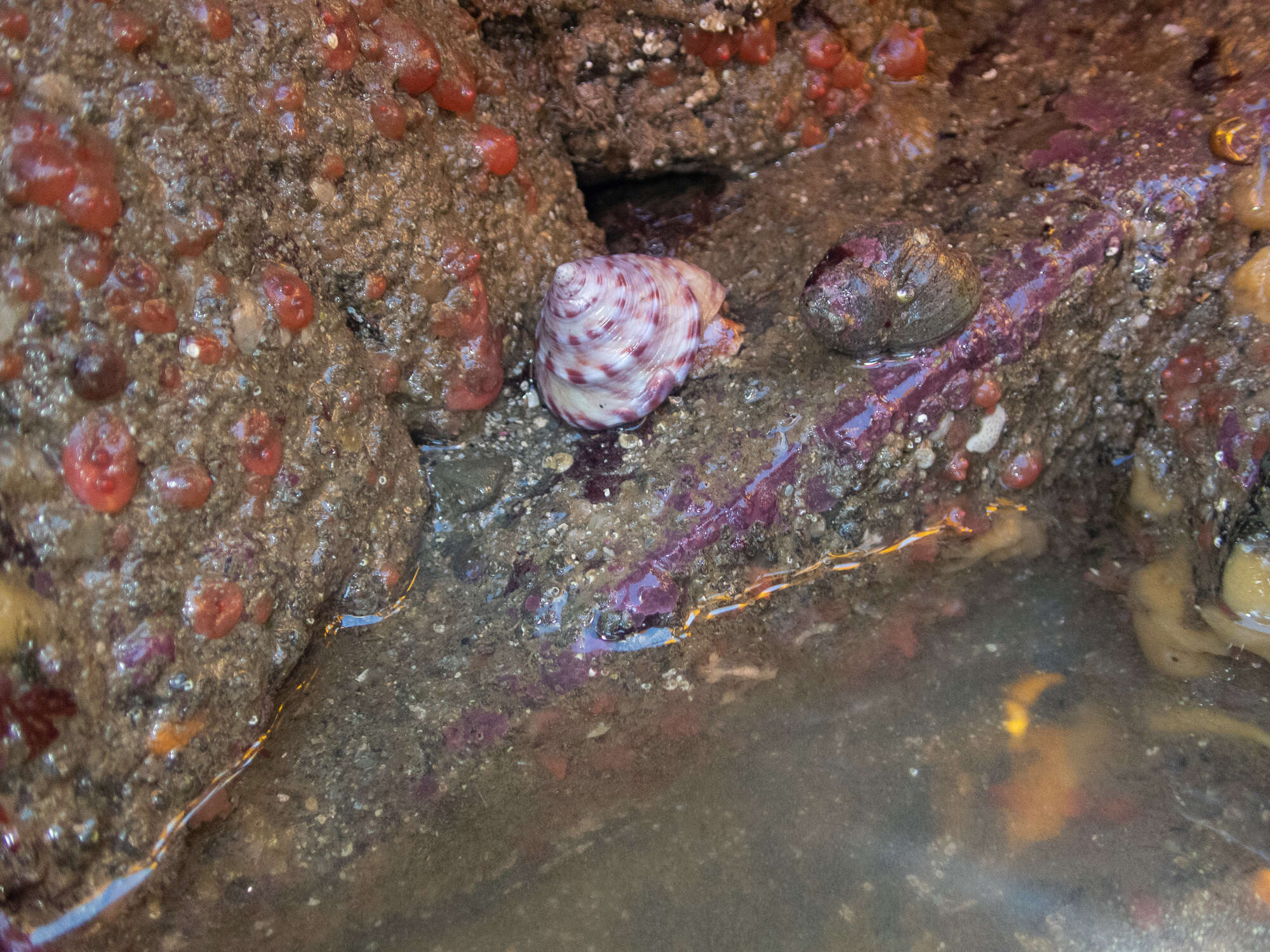 Sivun Calliostoma zizyphinum (Linnaeus 1758) kuva