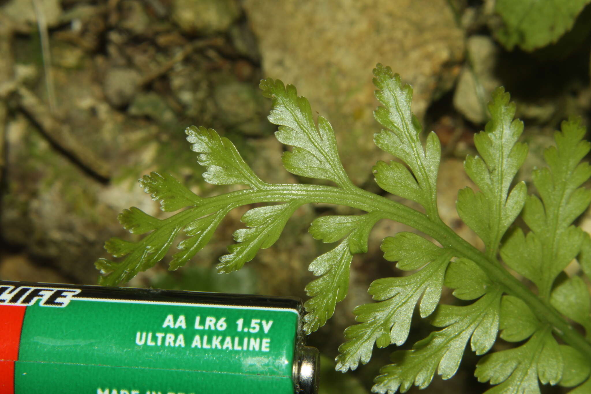 Image of Asplenium bulbiferum Forst.